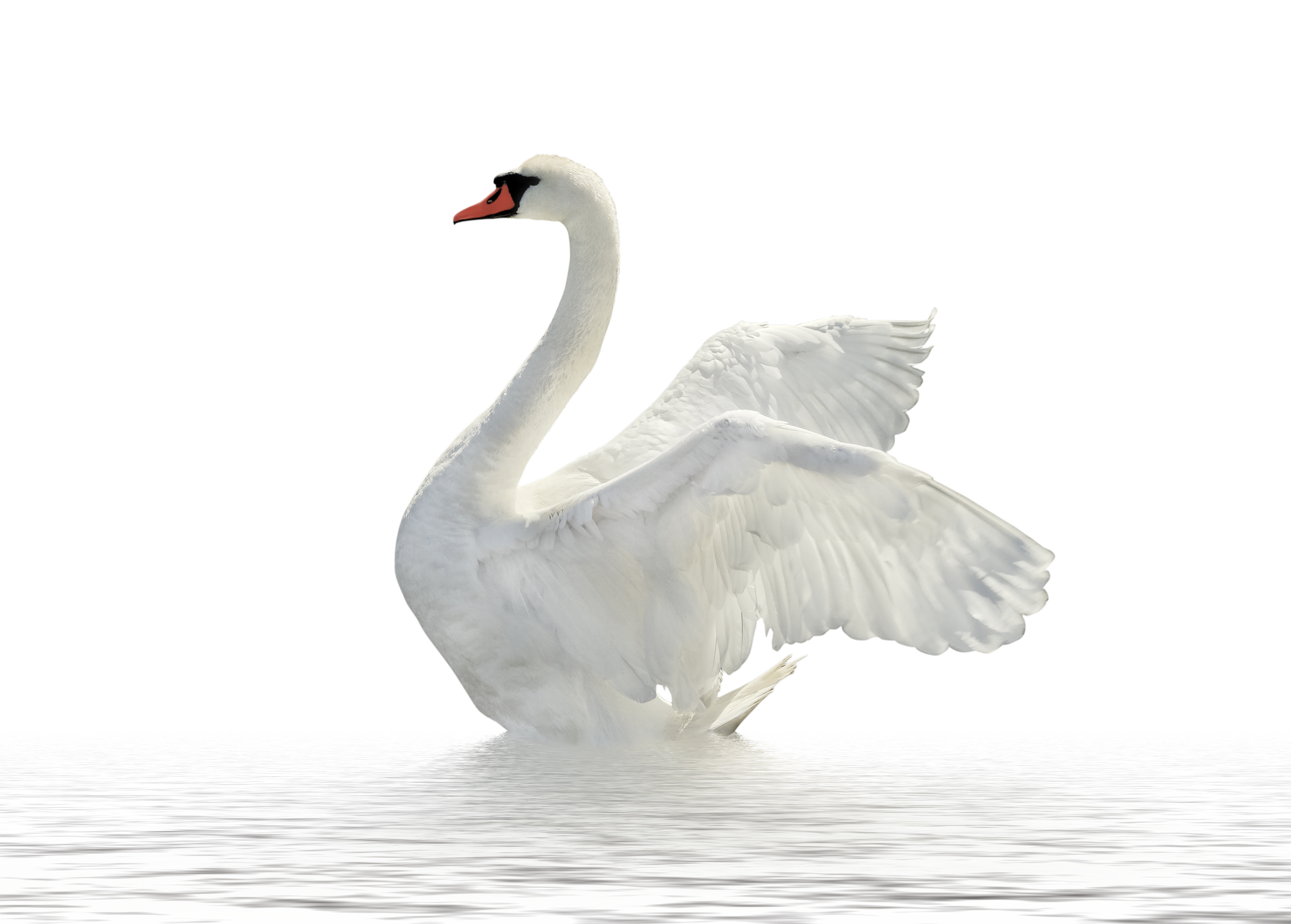 白鳥は優雅に泳いでいるように見えて実際はただ浮いてるだけ バレリィーノ トレーニング